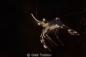 Shrimp by Gleb Tolstov 